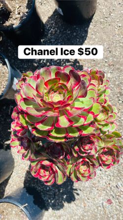Aeonium Chanel 3gallon pot