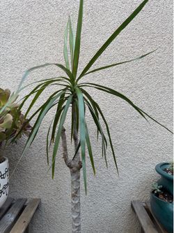 Dracaena Marginata Plant