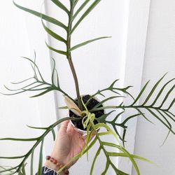 Philodendron Tortum Plant 4" Pot - Indoor House Plants 