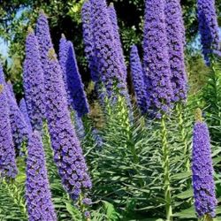 Pride Of Madeira ( Please See Description)