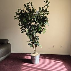 Silk Tree In Mint Condition