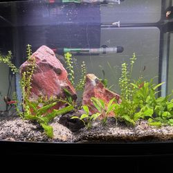 Fish Tank/Aquarium Accessories, Decorations, Toys