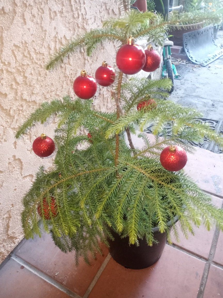 Norfolk Pine Christmas Tree Fresh $30 Each