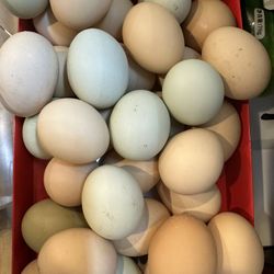 Organic Fresh Eggs For Sale Weekly 