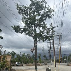 Guaje Tree 
