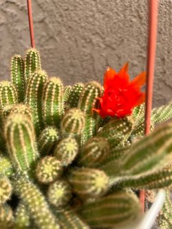 Cactus cacahuate