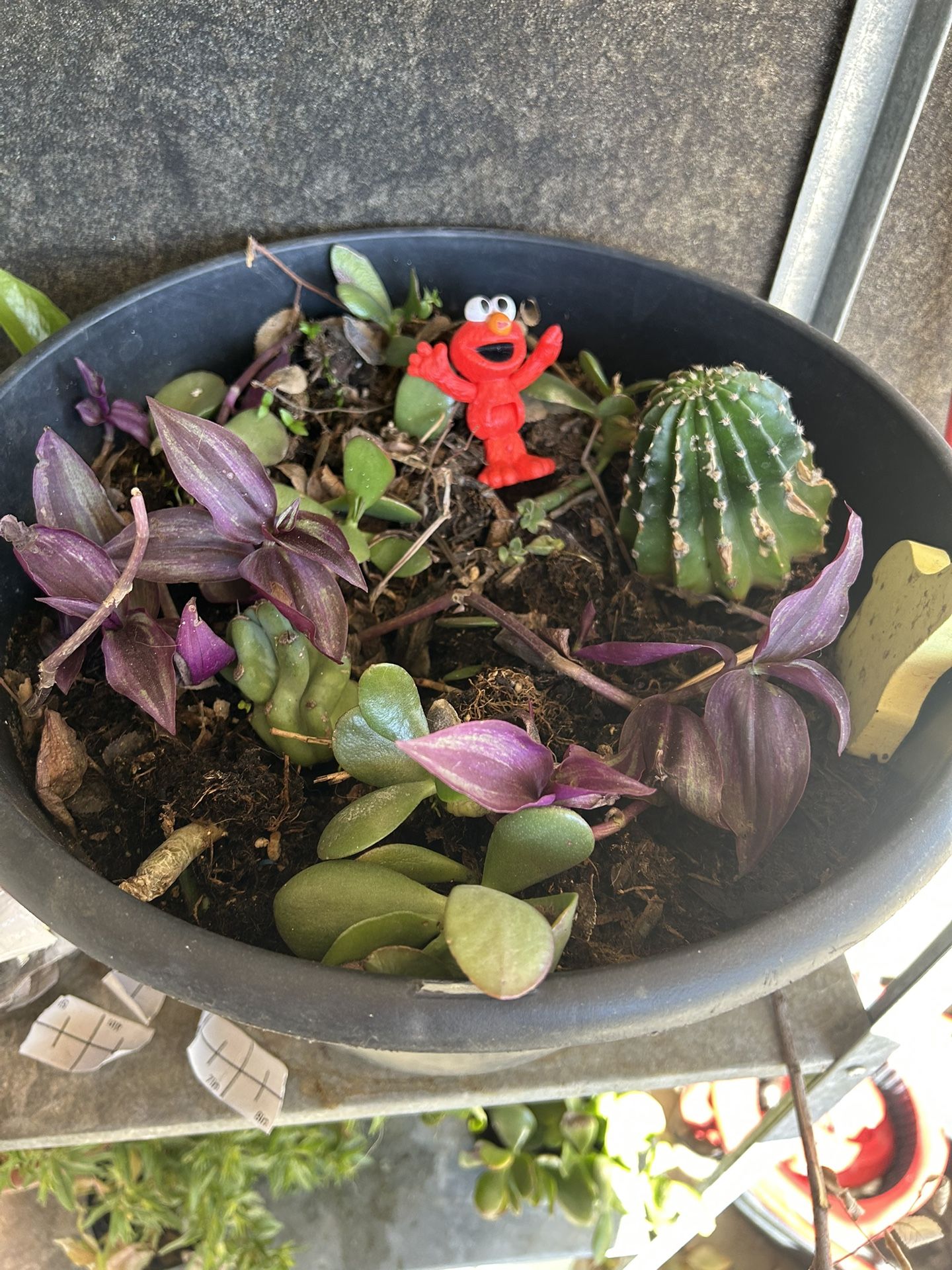 succulent and other propagation pot