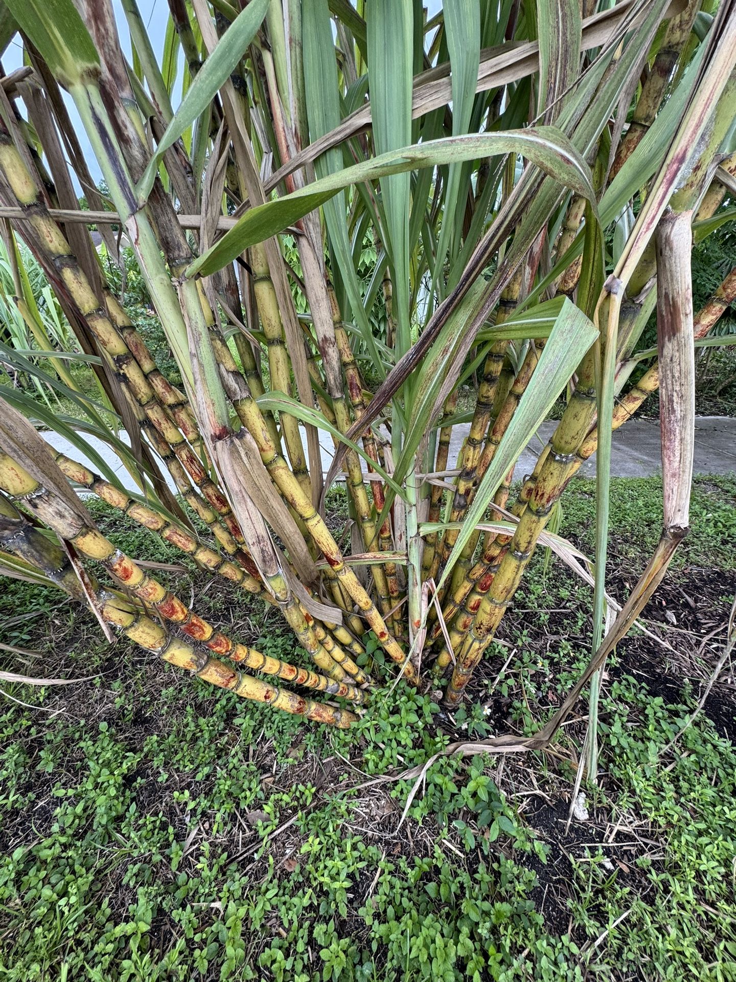 Sugar Cane Stalks