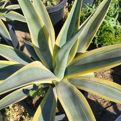 Agave Arizona Star