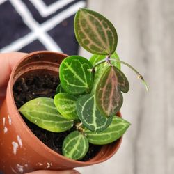 Hoya 