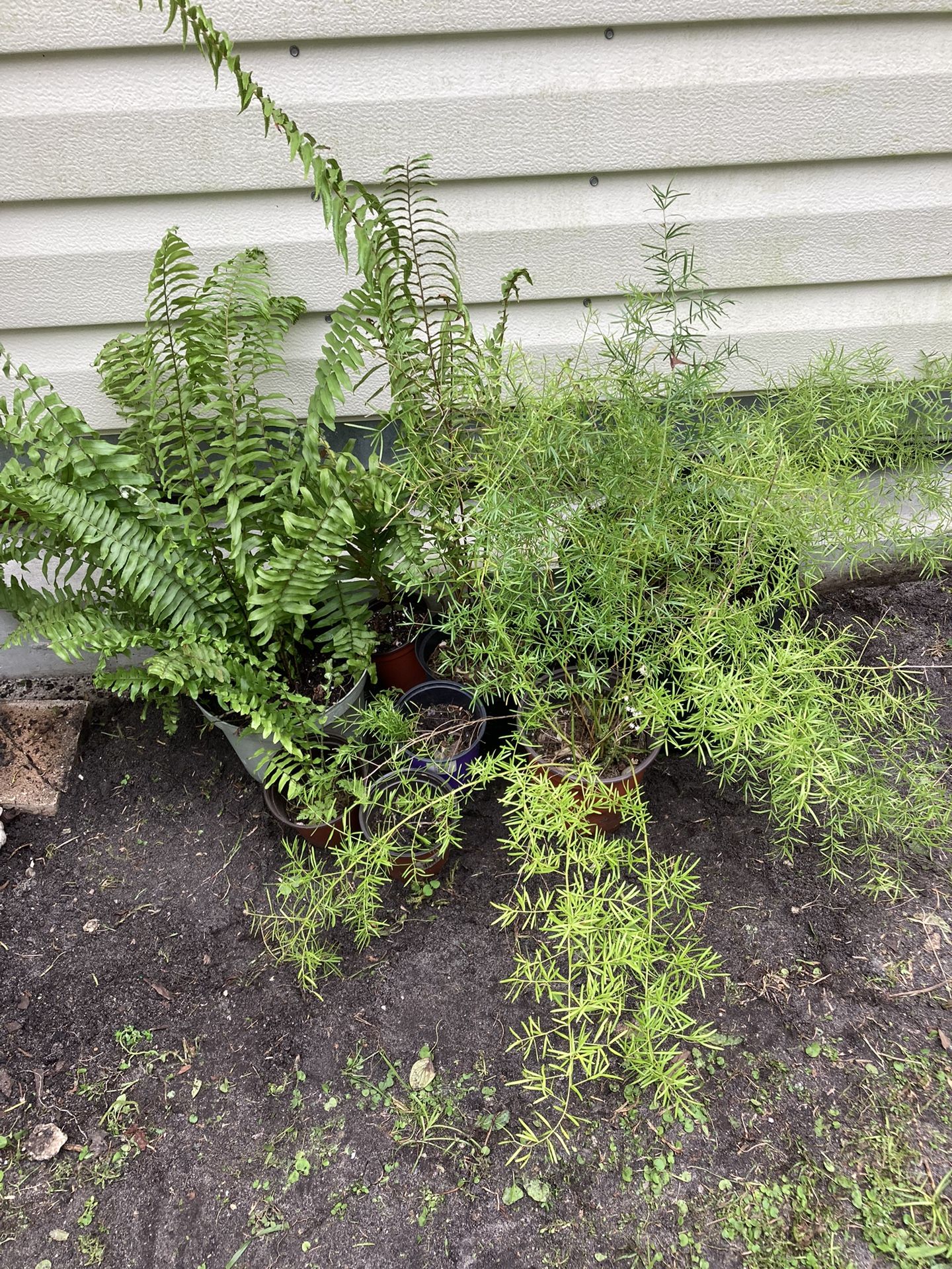 Boston Ferns and Asparagus Ferns **From 1 to 4** for Sale in Fort
