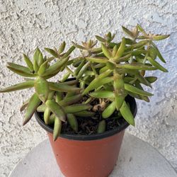 6 Inch Pot Succulent Plant - Sedum Adolphii - Firestorm - Rooted & Established - Drought Resistant - 🪴