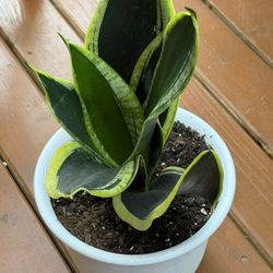 Black And Gold Snake Plant