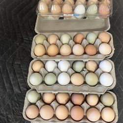 FRESH Chicken  Eggs Gathered Daily 