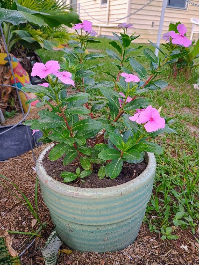 Plant