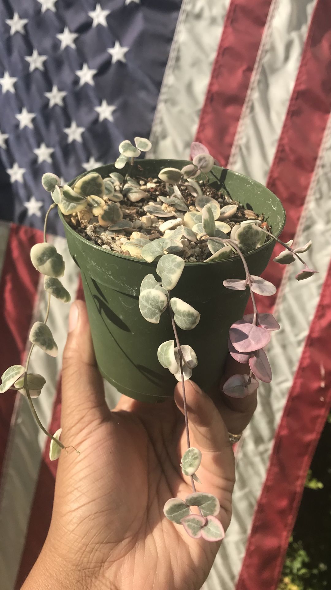 Rare Pink Variegated String of Hearts House Plant