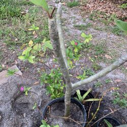 Variety of Plumerias $25ea. 
