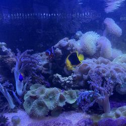 Custom Made Tank 
