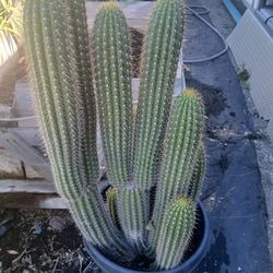Mini Saguro Cactus In 15 Gall.