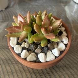 Potted Succulents 