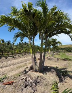 Christmas Palm