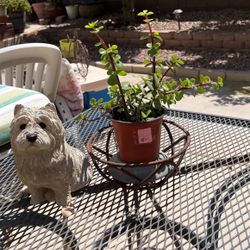 ELEPHANT. FOOD. SUCCULENT  PLANT