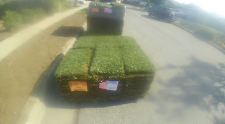 Pasto/Sod