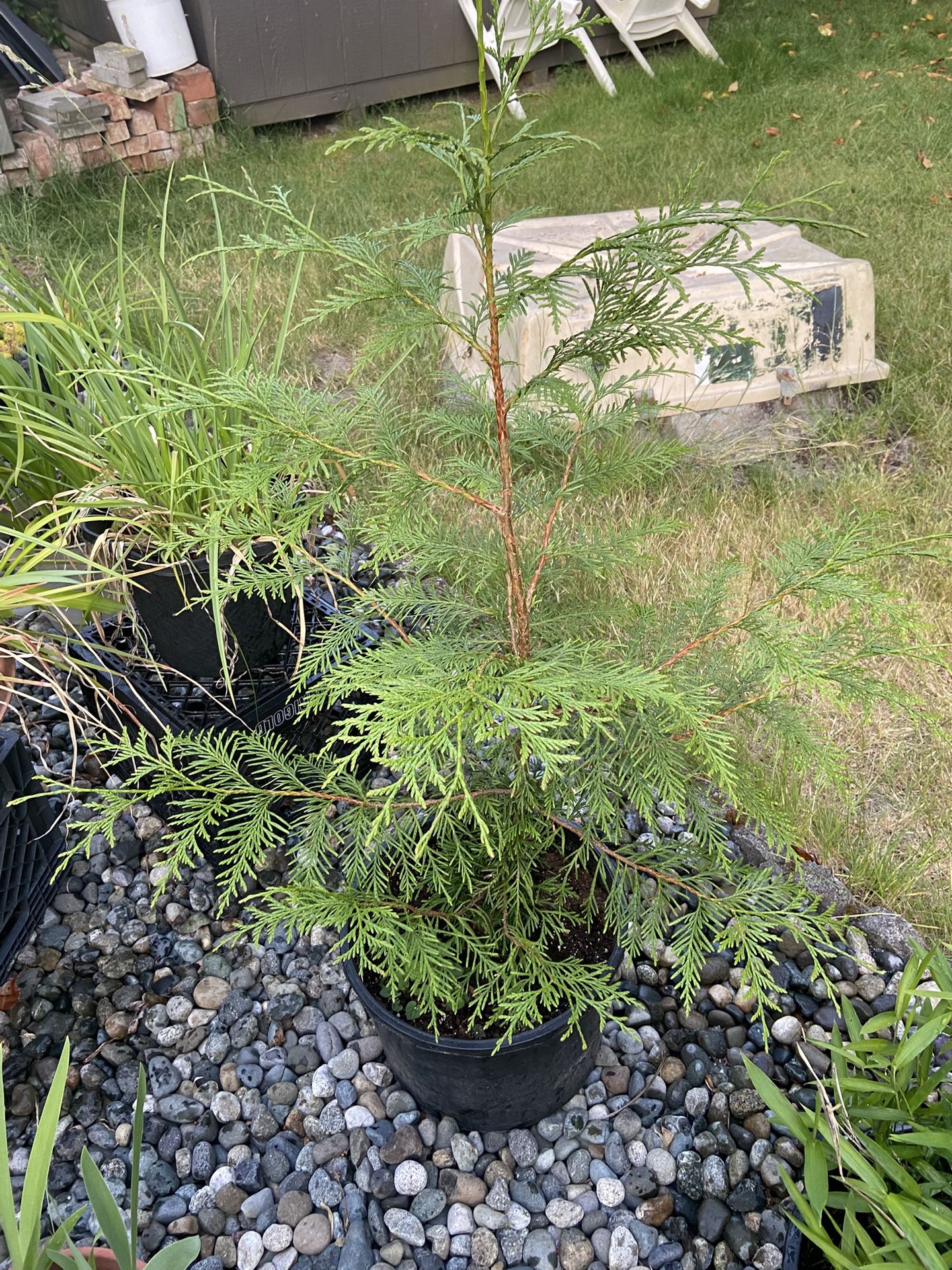 Three Foot Plus Tall Cedar Tree In Nursery Pot