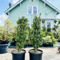 $69 Each Beautiful Boxwood Plant 