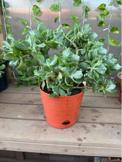 Ripple Jade