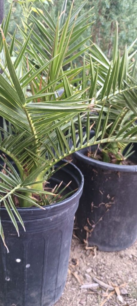 Saga And Canary Palms.