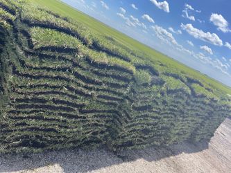 St Augustine Sod