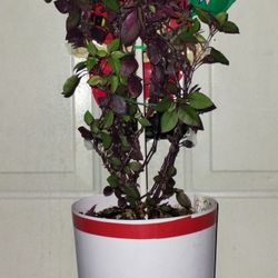 Brazilian Joyweed Plant 