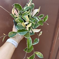 6” Hoya Queen Tricolor