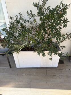 Olive plants in container