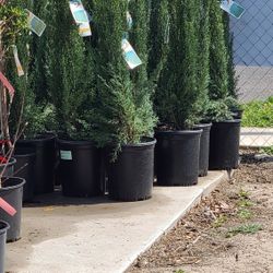 Pinos Italianos Cypress blue 5gallon 