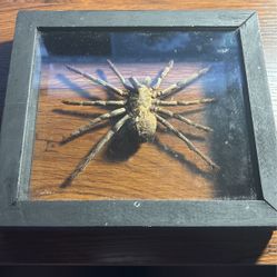Stuffed TARANTULA  