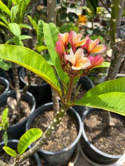Plumeria Plant in Bloom