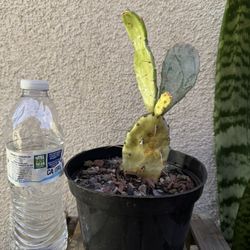 Prickly Pear Variegated Cactus Plant
