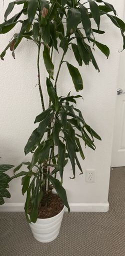 Real plant