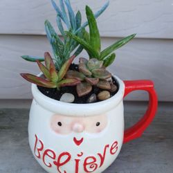 Succulent Mix Pot 🪴 (B) 