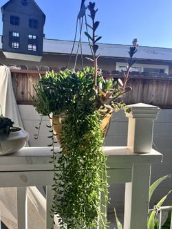 Succulent arrangement