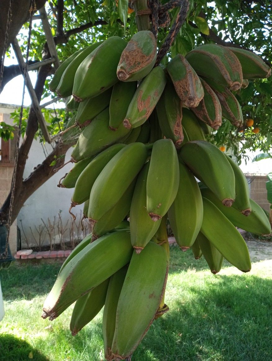 Organic Bananas