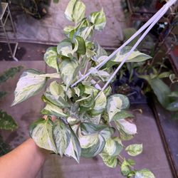 5” Manjula Pothos