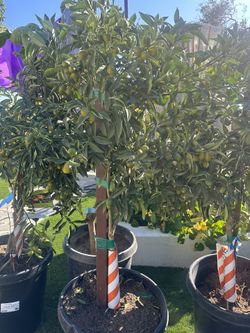 15g Kumquat Trees Full Of Fruit