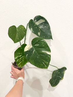 Monstera Thai Constellation