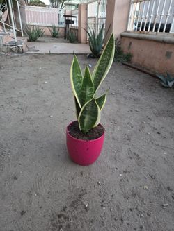 Lengua de suegra