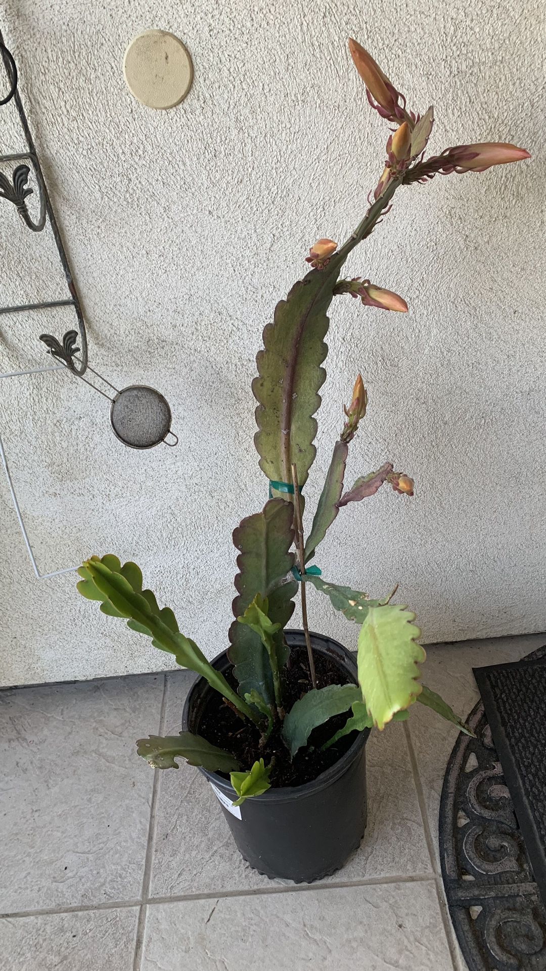 Epiphyllum Hoa Quỳnh