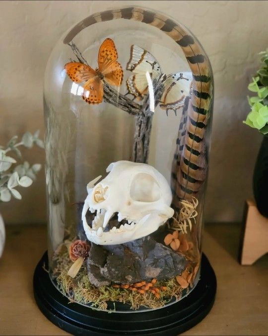 Oddities Art Display. Bobcat Skull W Butterflies. Curiosities Glass Dome Clotch