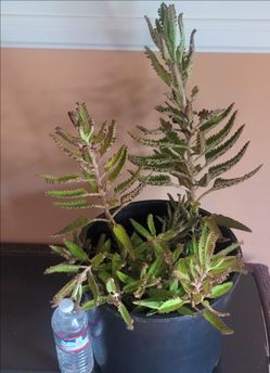 ORGANIC MOTHER OF THOUSANDS PLANT